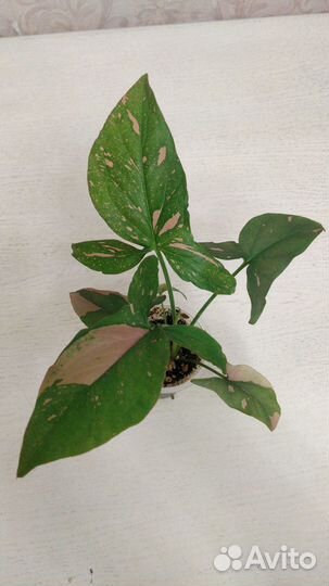 Сингониум Ред спорт