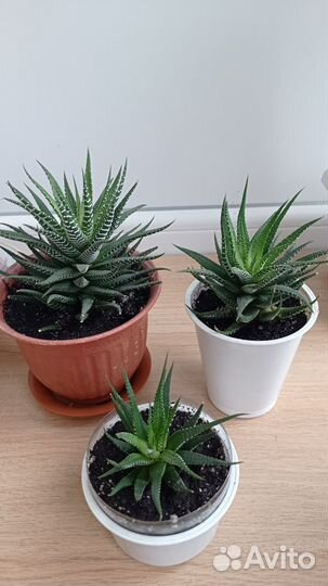 Суккуленты