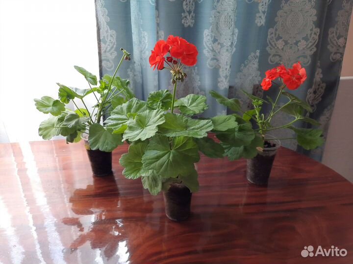 Пеларгония герань зональная