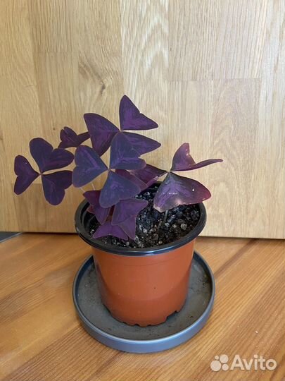 Кислица оксалис фиолетовая