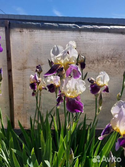 Ирисы