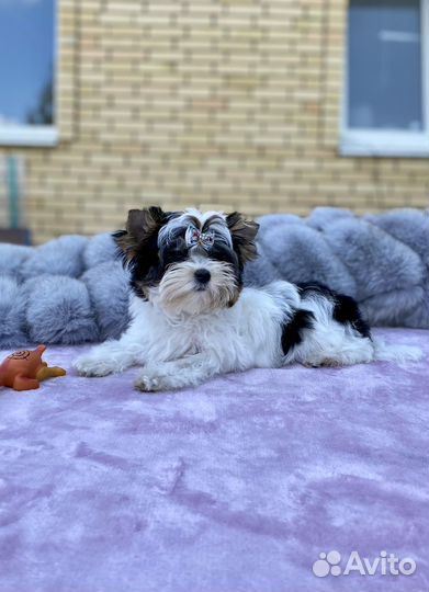 Кукольный мальчик породы Бивер