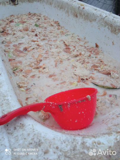 Мясо, свинина домашняя. Село Красное