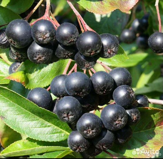 Рябина черноплодная(ягоды)