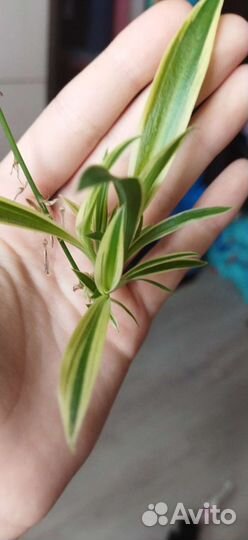 Хлорофитум