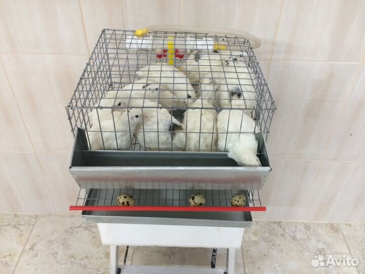 Клетки для перепелов от производителя