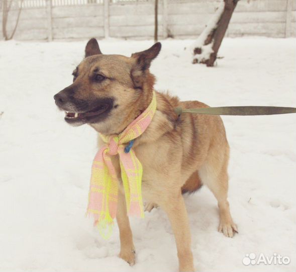 Собака в добрые руки, Ларочка