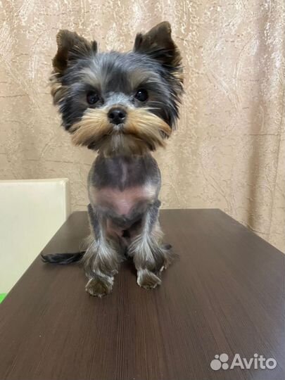 Йоркширский терьер