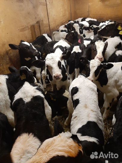 Телят бычки и телочки