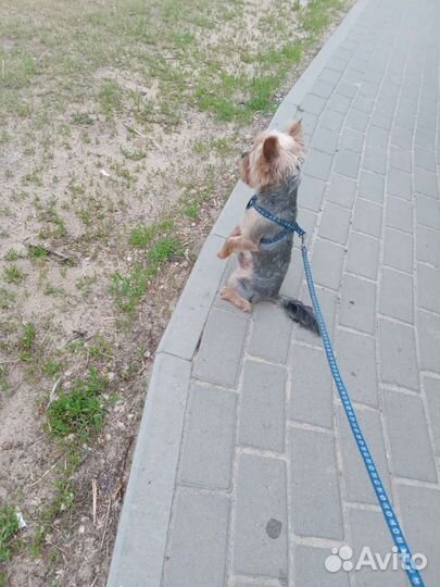 Йоркширский терьер вязка