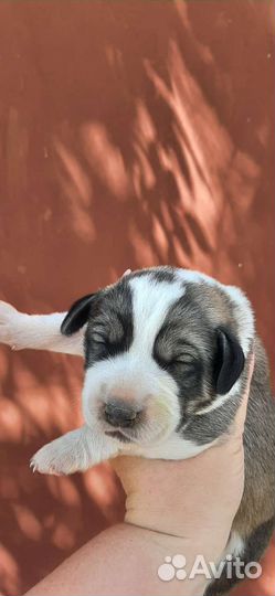 Московская сторожевая