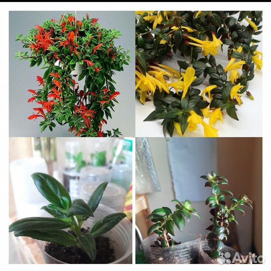 Колумнея ред бро