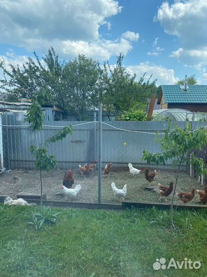 Яйцо домашнее