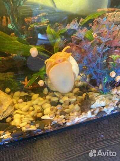 Улитки ампулярии жемчужные