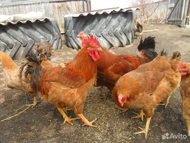 Цветные куры 1год,цыплята