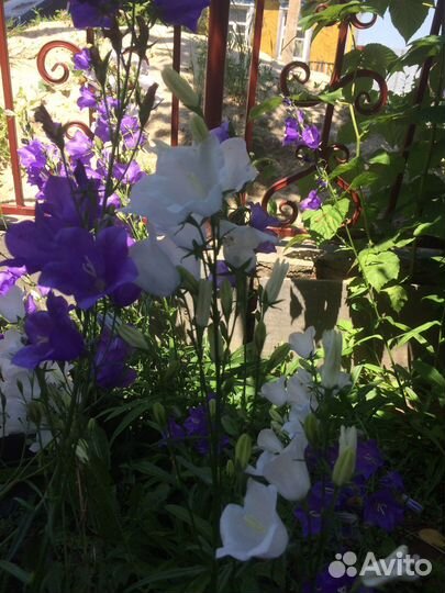 Колокольчики цветы