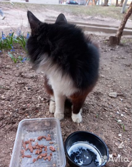 Котик Васька