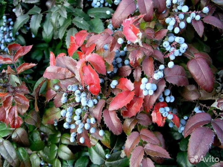 Магония падуболистная