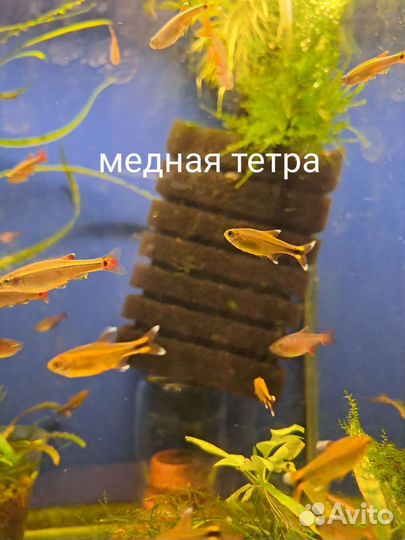 Аквариумные рыбки Московского разведения