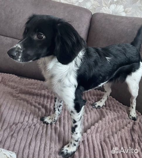 Отдам собаку в добрые руки