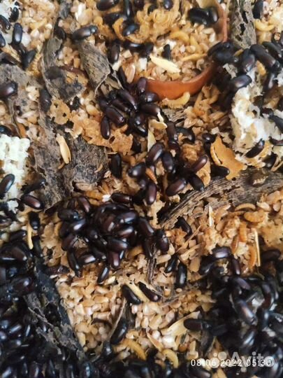 Жук знахарь