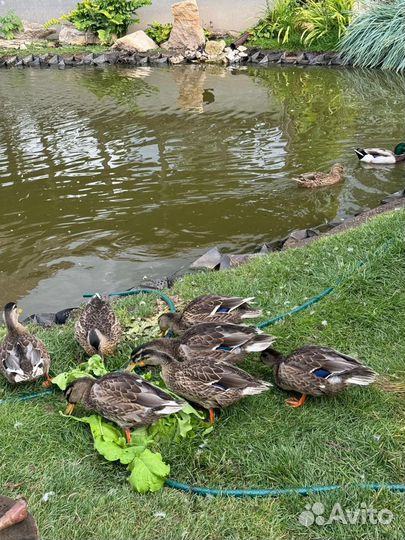 Утки селезень