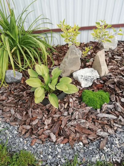 Мульча кора лиственницы