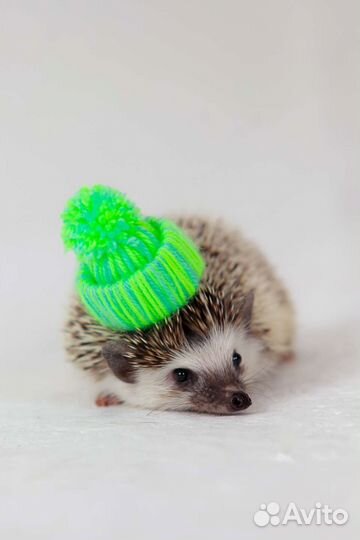 Вязка. Африканский карликовый Еж