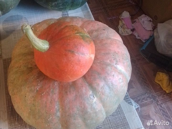 Чеснок домашний, тыквы