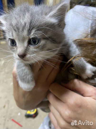 Котики бесплатно в добрые руки