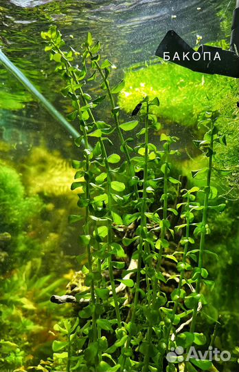 Для аквариума
