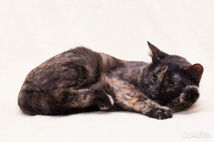 Молодая и скромная Патрисия)