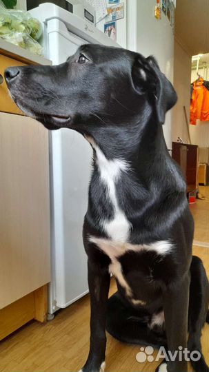 Собака в добрые руки отдам бесплатно