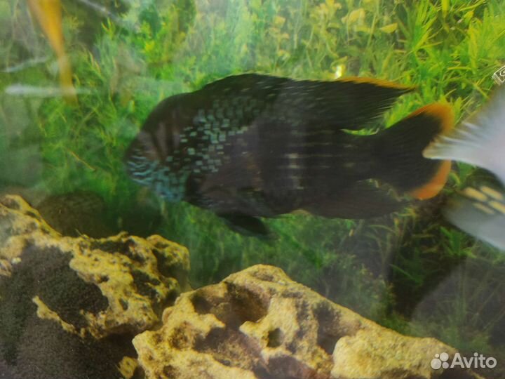 Продам аквариум со всем содержимым