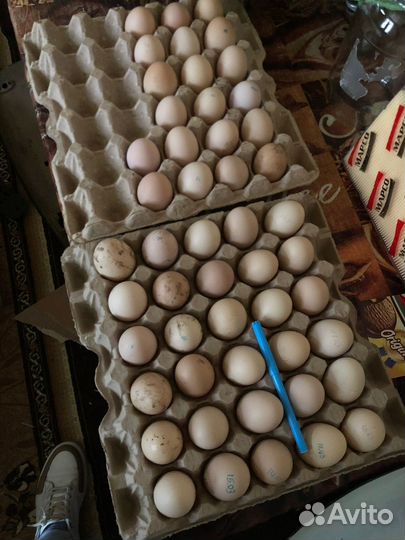 Инкубационное яйцо брамы