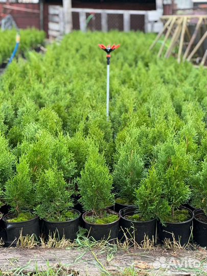 Туя смарагд