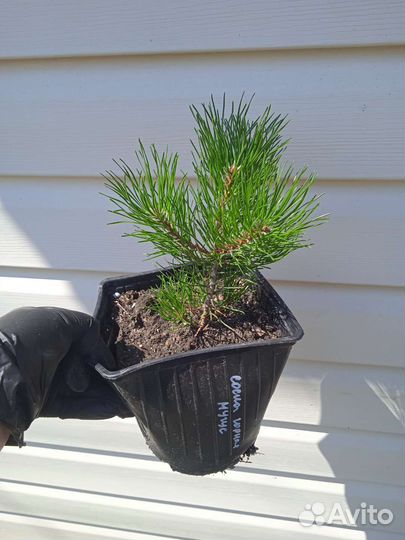 Сосна горная мугус, пумилио