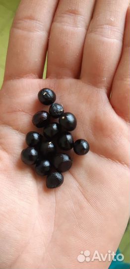 Семена сортовых пионов