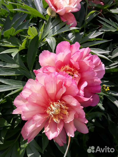 Ито-гибрид пиона Джулия Роуз