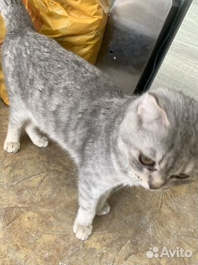 Кошка в дар