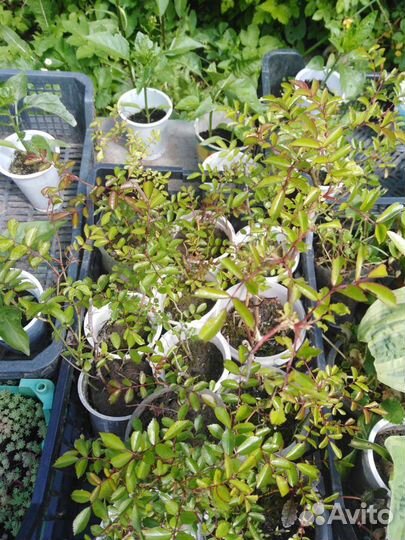 Розы вьющийся саженцы