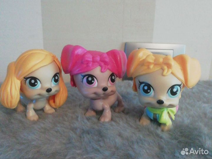 Свит боксы и три собачки