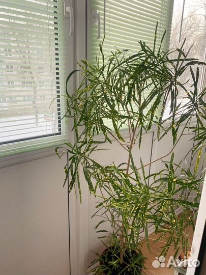 Продам кротон узколистный