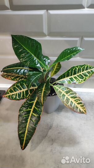 Замиокулькас черный равен. Фикус. Драцена. Кротон