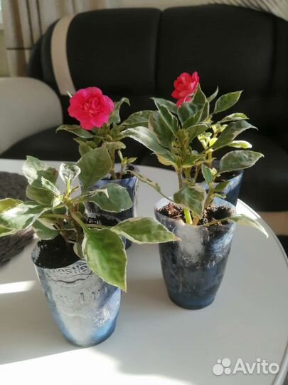 Бальзамин вариегатный пестролистный карликовый