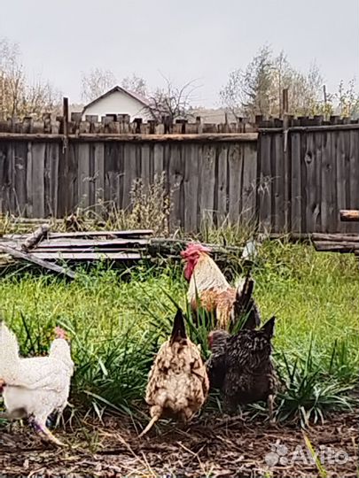 Куры несушки продам