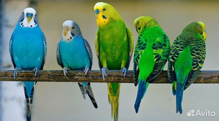 Волнистые попугайчики