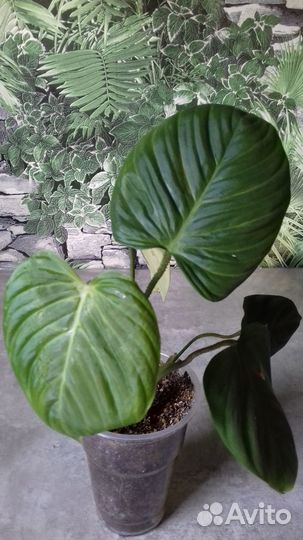 Комнатные растения