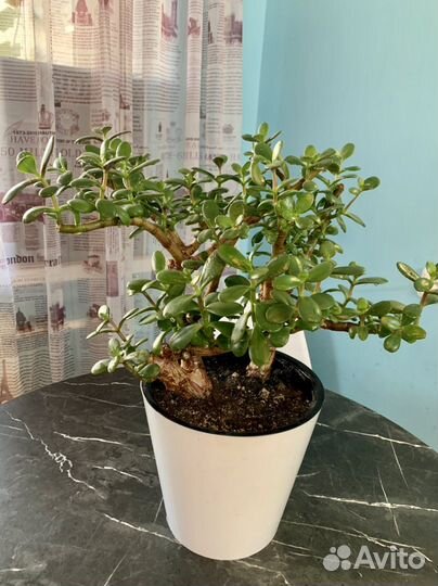 Толстянка под бонсай