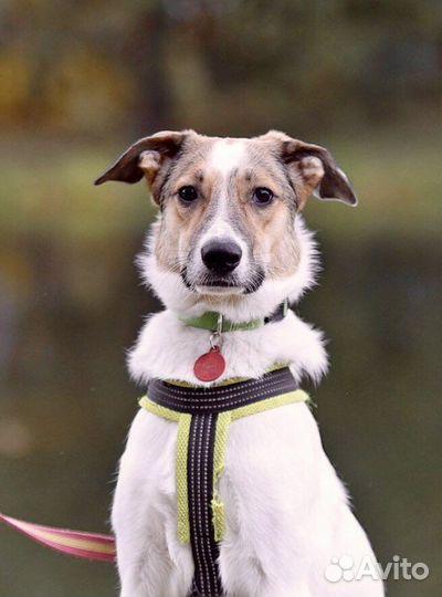 Хозяева выбросили щенка на улицу